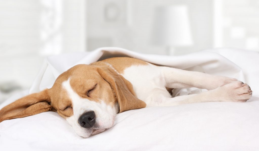 can dogs have sleep apnea